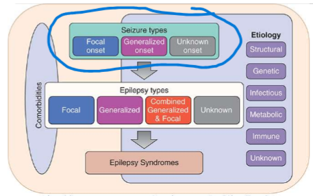 <ol><li><p>focal seizures- one hemisphere of brain, unilateral, may or may not lose consciousness</p></li><li><p>generalized seizures- both hemispheres of brain, bilateral, loss of awareness/consciousness</p></li><li><p>unknown</p></li></ol><p></p>