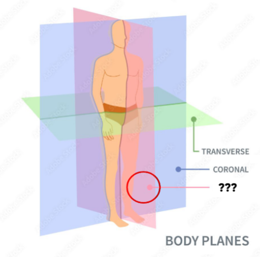 <p>Vertical plane dividing the body into left and right parts</p>