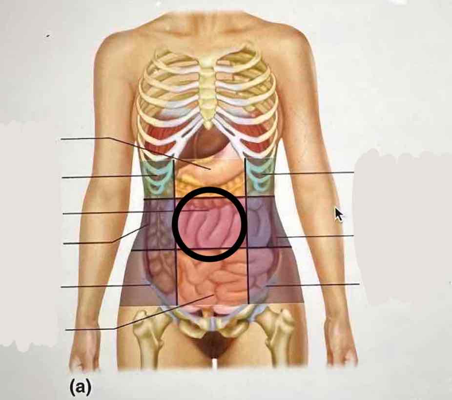 knowt flashcard image