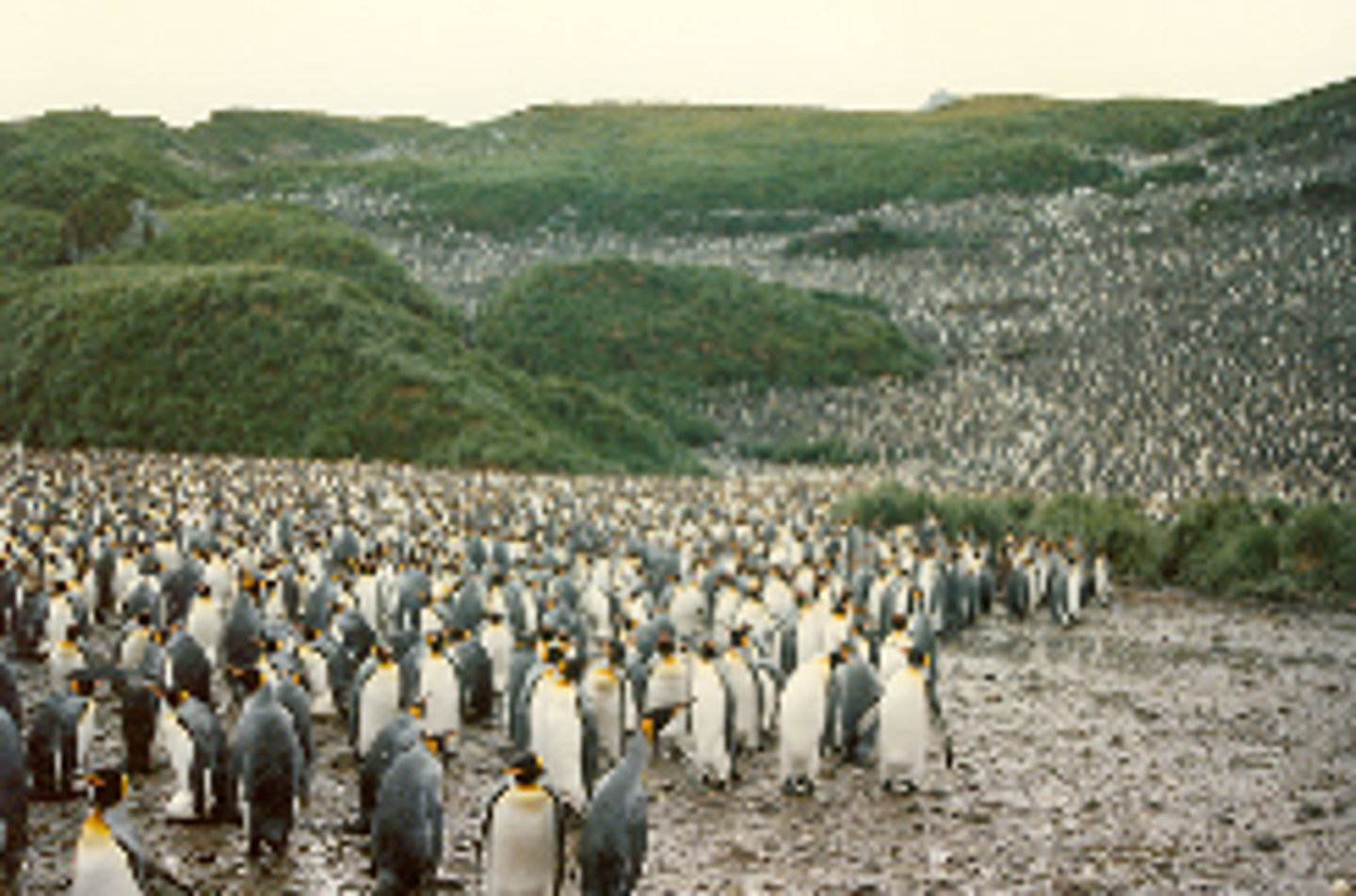 <p><span><span>a group of organisms of the&nbsp;</span></span><strong>same species</strong><span><span>&nbsp;living in the&nbsp;</span></span><strong>same place</strong><span><span>&nbsp;at the</span></span><strong> same time</strong></p>