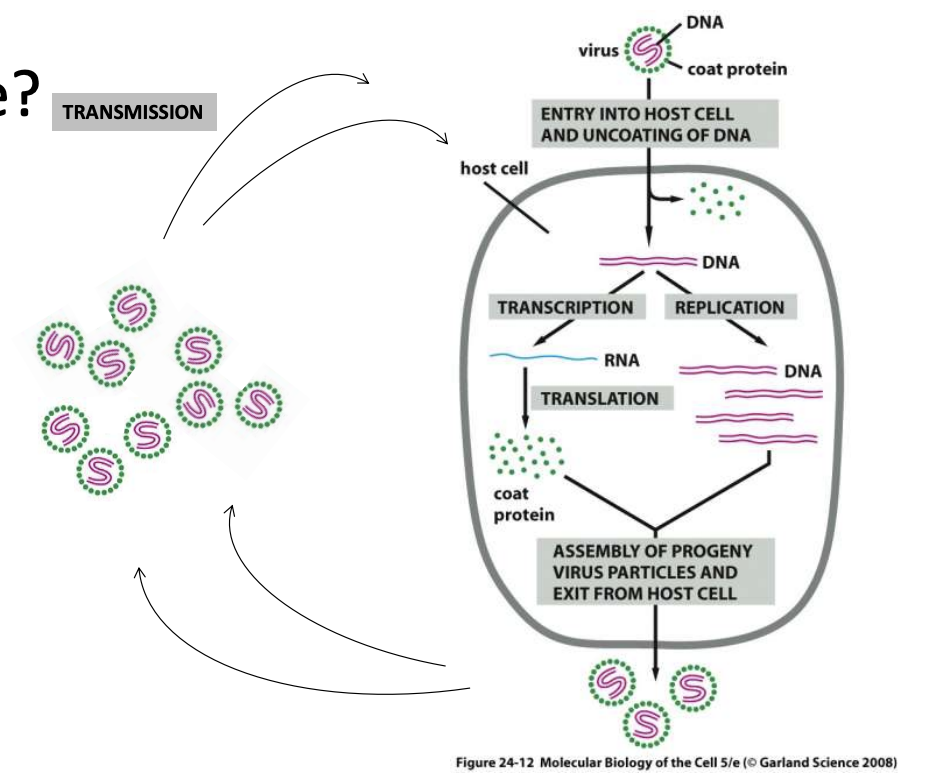 <ul><li><p><strong>Extracellular phase</strong></p><ul><li><p>Virions are <u>metabolically inert and do not reproduce outside host cell</u>; have few enzymes but are not active </p></li></ul></li><li><p><strong>Intracellular phase</strong></p><ul><li><p>These then enter host cell, attaching and entering host cell, so whatever <u>nucleic acid they have will be replicated, genes and structural proteins will be expressed,</u> then <u>assembled into virions</u>, which exit then the cell</p></li></ul></li></ul><p></p>