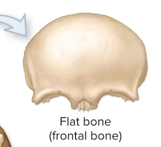 <p>What are flat bones?</p>