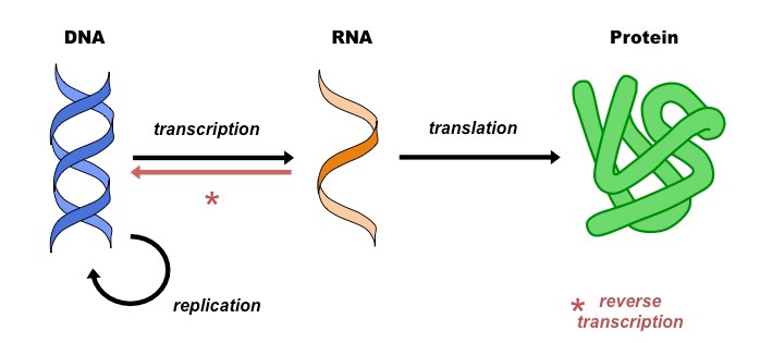 <p>Molecular Biology</p>