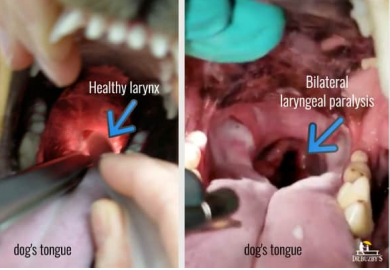<p>Laryngeal paralysis</p>
