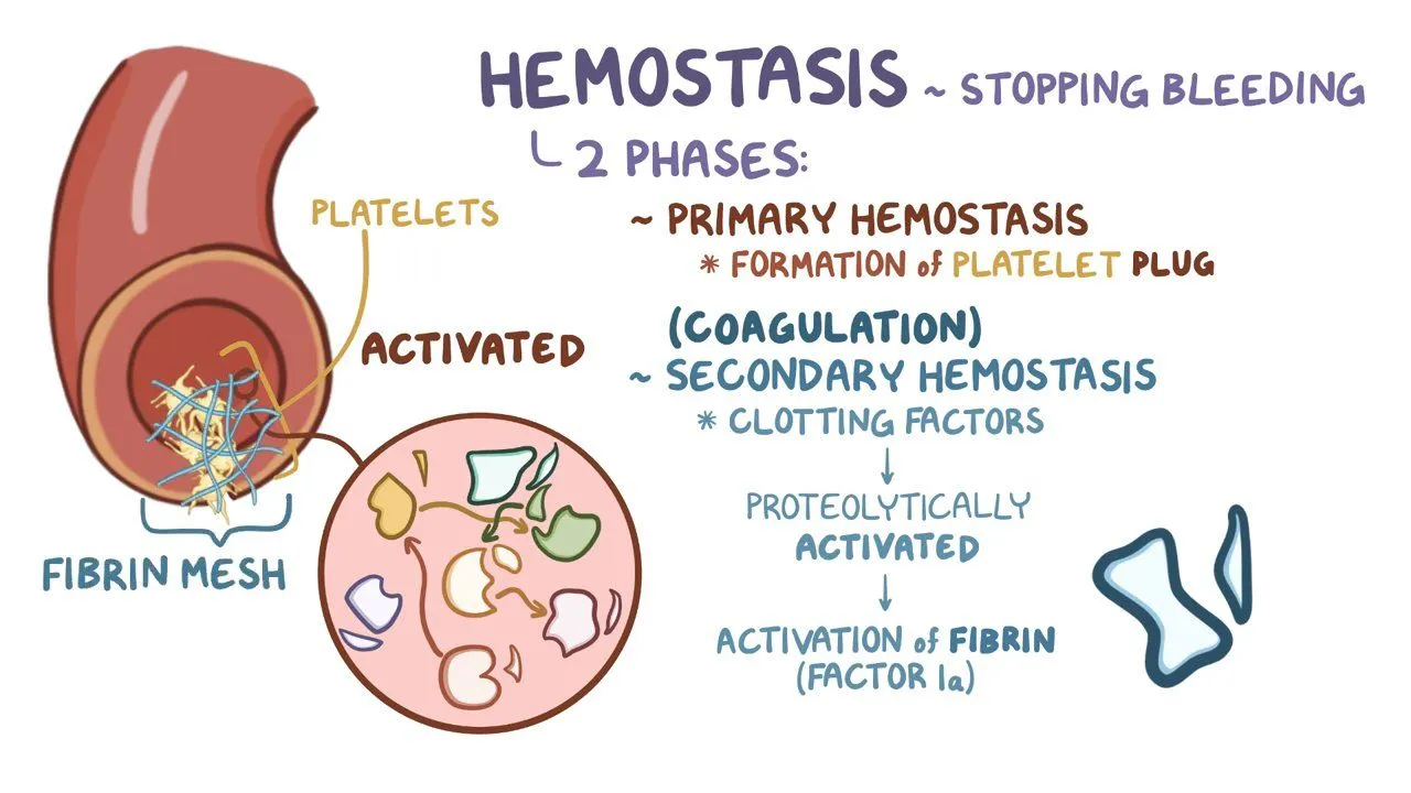<p>Following an injury, 4 events are available to stop the bleeding:</p><p>1) Blood Vessel Spasm: Vessels decrease in size to stop bleeding in small vessels.</p><p>2) Platelet Plug Formation: Inner torn layer of the vessels releases chemical signals that call platelets to the site of injury</p><p>3) Blood clotting: Requires the presence of certain clotting factors to form fibrin (Prothrombin + Ca<sup>2+</sup>→ Thrombin + Fibrinogen + Ca<sup>2+</sup>→ Fibrin) </p><p>4) Fibrinolysis: Begins the repair process</p>