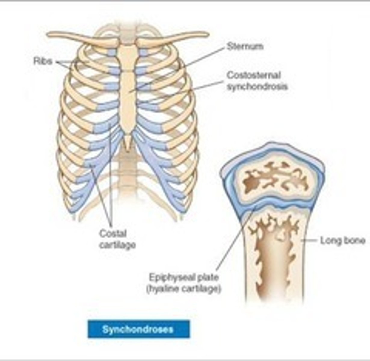 <p>bones are bound by hyaline cartilage</p>