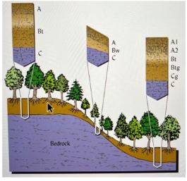 <p><span style="color: rgb(243, 241, 241);">• Topography relates to the configuration of the land surface and is described in terms of differences in elevation, slope, and landscape position—in other words, the lay of the land</span><span style="color: rgb(243, 241, 241);"><br></span><span style="color: rgb(243, 241, 241);">• The topographical setting may either hasten or retard the work of climatic forces</span><span style="color: rgb(243, 241, 241);"><br></span><span style="color: rgb(243, 241, 241);">o Steep slopes generally encourage rapid soil loss by erosion and allow less rainfall to enter the soil before running off</span><span style="color: rgb(243, 241, 241);"><br></span><span style="color: rgb(243, 241, 241);">o In semiarid regions, the lower effective rainfall on steeper slopes also results in less complete vegetative cover, so there is less plant contribution to soil formation</span><span style="color: rgb(243, 241, 241);"><br></span><span style="color: rgb(243, 241, 241);">o Soils on steep terrain tend to have rather shallow, poorly developed profiles in comparison to soils on nearby, more level sites</span></p><p><span style="color: rgb(243, 241, 241);">Plowing along slopes, see rills start to form and water being transported down, erosion is occuring</span></p><p><span style="color: rgb(248, 248, 248);">• In depressions that collect runoff water, the parent material is usually more deeply weathered, and soil profile development is more advanced</span><span style="color: rgb(248, 248, 248);"><br></span><span style="color: rgb(248, 248, 248);">o However, in the lowest landscape positions, water may saturate the soil to such a degree that drainage and aeration are restricted</span><span style="color: rgb(248, 248, 248);"><br></span><span style="color: rgb(248, 248, 248);">§ The weathering of some minerals and the decomposition of organic matter are</span><span style="color: rgb(248, 248, 248);"><br></span><span style="color: rgb(248, 248, 248);">retarded</span><span style="color: rgb(248, 248, 248);"><br></span><span style="color: rgb(248, 248, 248);">§ In such low-lying topography, special </span></p><p><span style="color: rgb(248, 248, 248);">profile characteristics of wetland soils may develop</span></p><p><span style="color: rgb(248, 248, 248);">B horizon from upper level area can erode and fall down onto basin lower area so your topsoil is actually b horizon soil.&nbsp;</span></p>