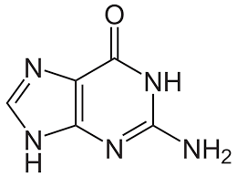 <p>purine group; pairs with cytosine (DNA &amp; RNA)</p>