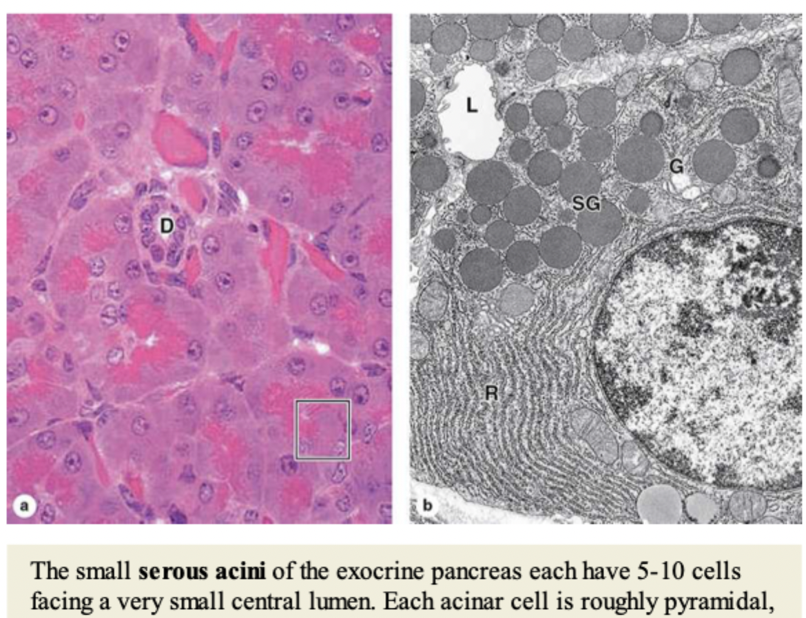 <p>serous (watery), mucous (thick), and mixed</p>