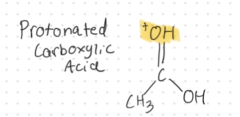 <p>Protonated Carboxylic Acid </p>