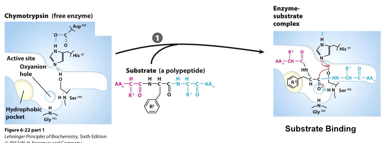 <p>Substrate binds to active site at Asp-102, His-57, and Ser-195, forming catalytic triad, Asp -102 makes His-57 a better general base in the first step</p><p>This step creates the ES complex</p>
