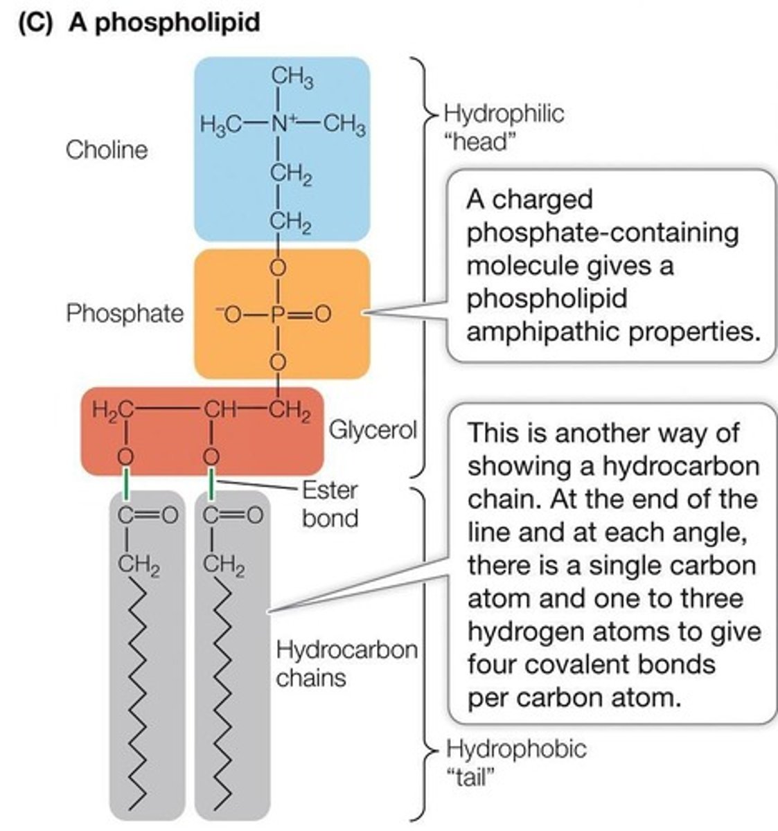 <p>Shaped like a 'clothes pin' with a hydrophilic head and hydrophobic tails.</p>