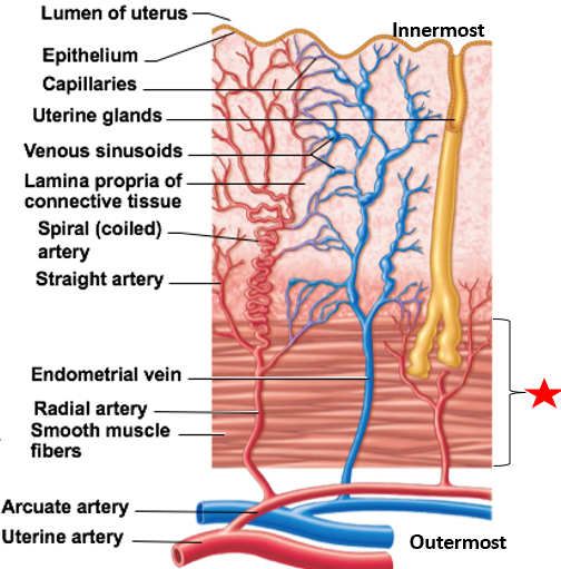 <ul><li><p>2nd layer of uterine wall</p></li><li><p>contains smooth muscle</p></li><li><p>Contracts during childbirth &amp; without pregnancy (menstrual cramps)</p></li></ul><p></p>