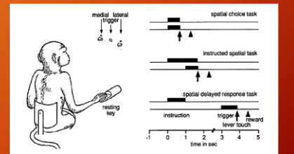 <p>what was the monkey task in <strong>Schultz et al 1993)</strong>? - “response of monkey dopamine neurons to reward and conditioned stimuli during successive steps of learning a delayed resposne task.”</p>