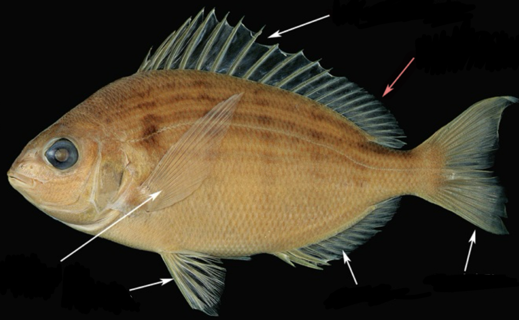 <p>What fin is this and is it paired or unpaired?</p>