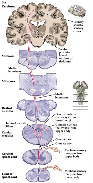 <p><span>Somatosensory afferents convey information from the skin surface to central circuits (via a single neuron), then using two more neurons, up to the brain: </span></p><ul><li><p><span>First neuron covers most of the distance until the brainstem</span></p></li><li><p><span>Then a new neuron in the dorsal column nucleus crosses over and goes up the brain </span></p></li><li><p><span>the third neuron in the thalamus which takes the information into the cerebral cortex</span></p></li></ul><p></p>
