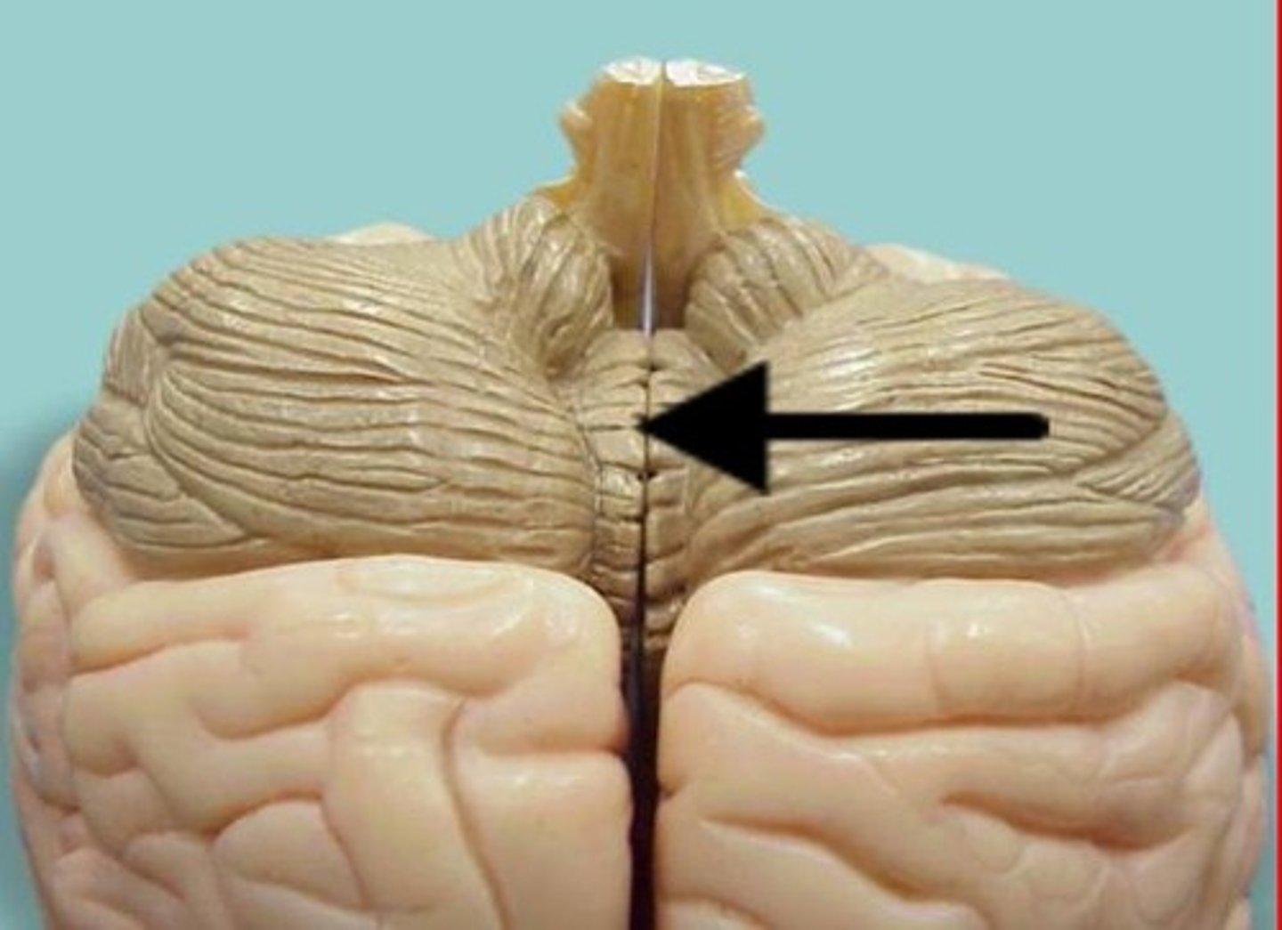 <p>connects the two cerebellar hemispheres</p>