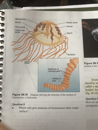 jellyfish labeled