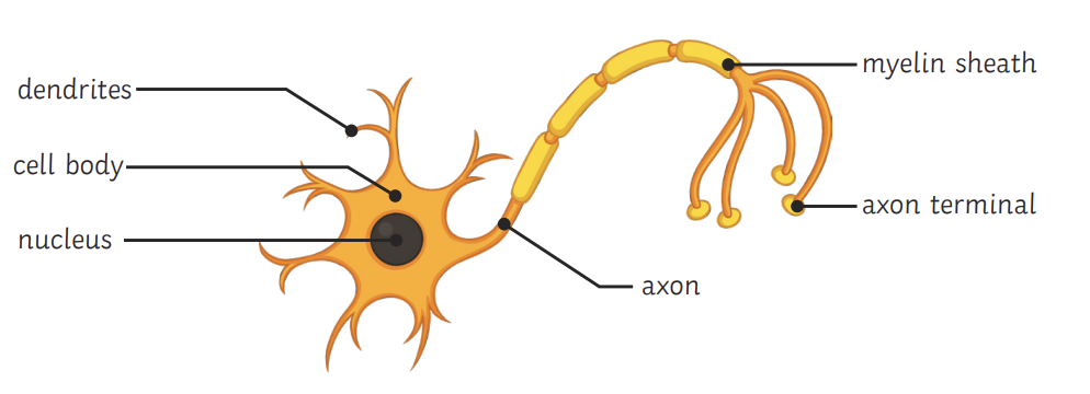 <ul><li><p>Axon =  Long, EI travel along</p></li><li><p>Axon surrounded by myelin sheath (fatty cells)</p><ul><li><p>Insulates EI</p></li></ul></li><li><p>Dendrites = branched endings, connect  neurons tog</p></li></ul>
