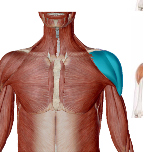 <p>Musculus Deltoideus</p>