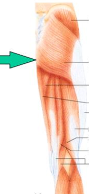 <p>extends and rotates thigh laterally</p>