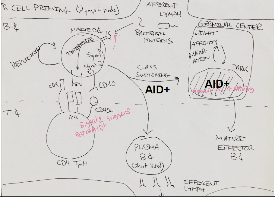 <p>B cell get “help” from tfh. </p>