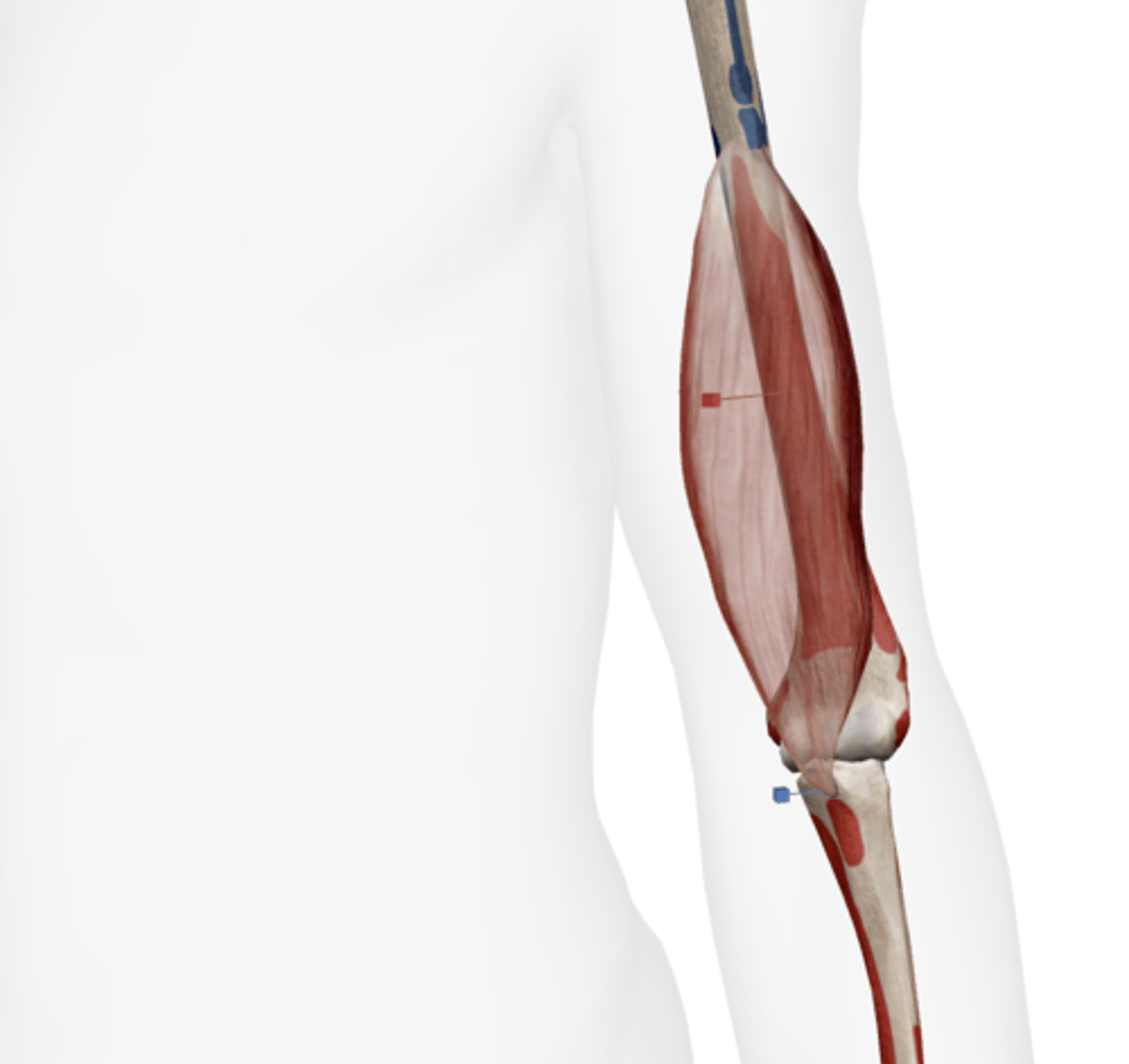 <p>anterior aspect of humerus</p>