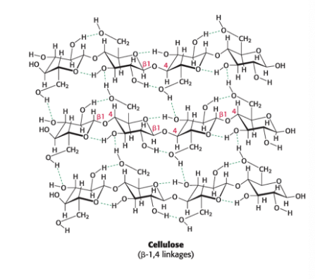 <p><span>β-1,4 linkage favor <strong>straight</strong> chains → optimal for structural purposes</span></p><p></p>