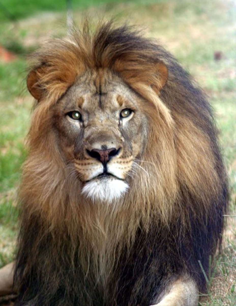 <p>lion</p>
