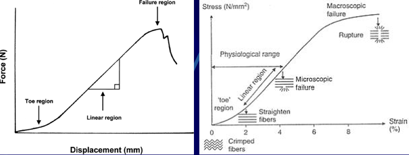 <p>exist in<strong> toe region</strong> and somewhat in <em>linear region</em></p><ul><li><p>toe-in region = “uncrimping” of collagen fibrils → backbone is stretched making it STIFF <em>(linear region)</em></p></li><li><p>when failure of fibrils start: damage accumulates, and stiffness is REDUCED causing ligaments/tendons to fail</p></li></ul><p></p>