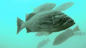 * orange with white stripe along lateral line
* “disappear” in deep water
* schoolers