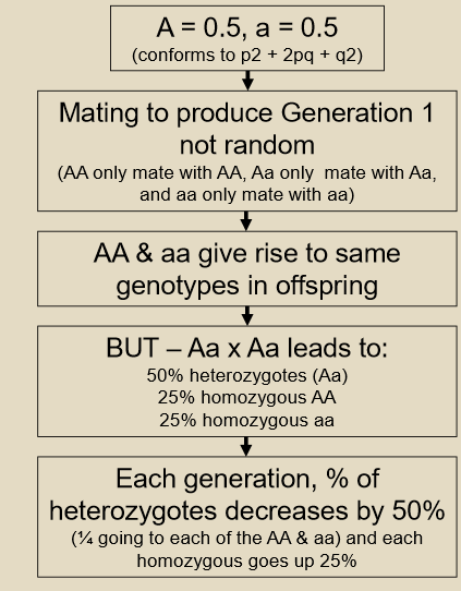 <p>the % of heterozygotes will decline by 50% each generation, whereas homozygotes will increase 25% each generation, however from one generation to the next allele frequency does not change</p>