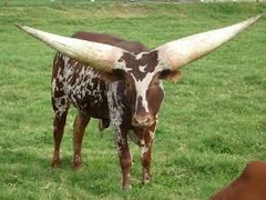 -Originates in UGANDA, introduced to US in 1960
-Long and thick horns, brown and white pattern variations, medium size
-Tolerant of extreme weather, low birth weights, lean meat
-Breed was primarily used for milk in Africa because large herds were a symbol of wealth