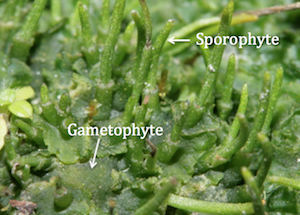 <p>Hornworts -&gt; Sporophytes are photosynthetic and embedded in the gametophyte tissue</p>