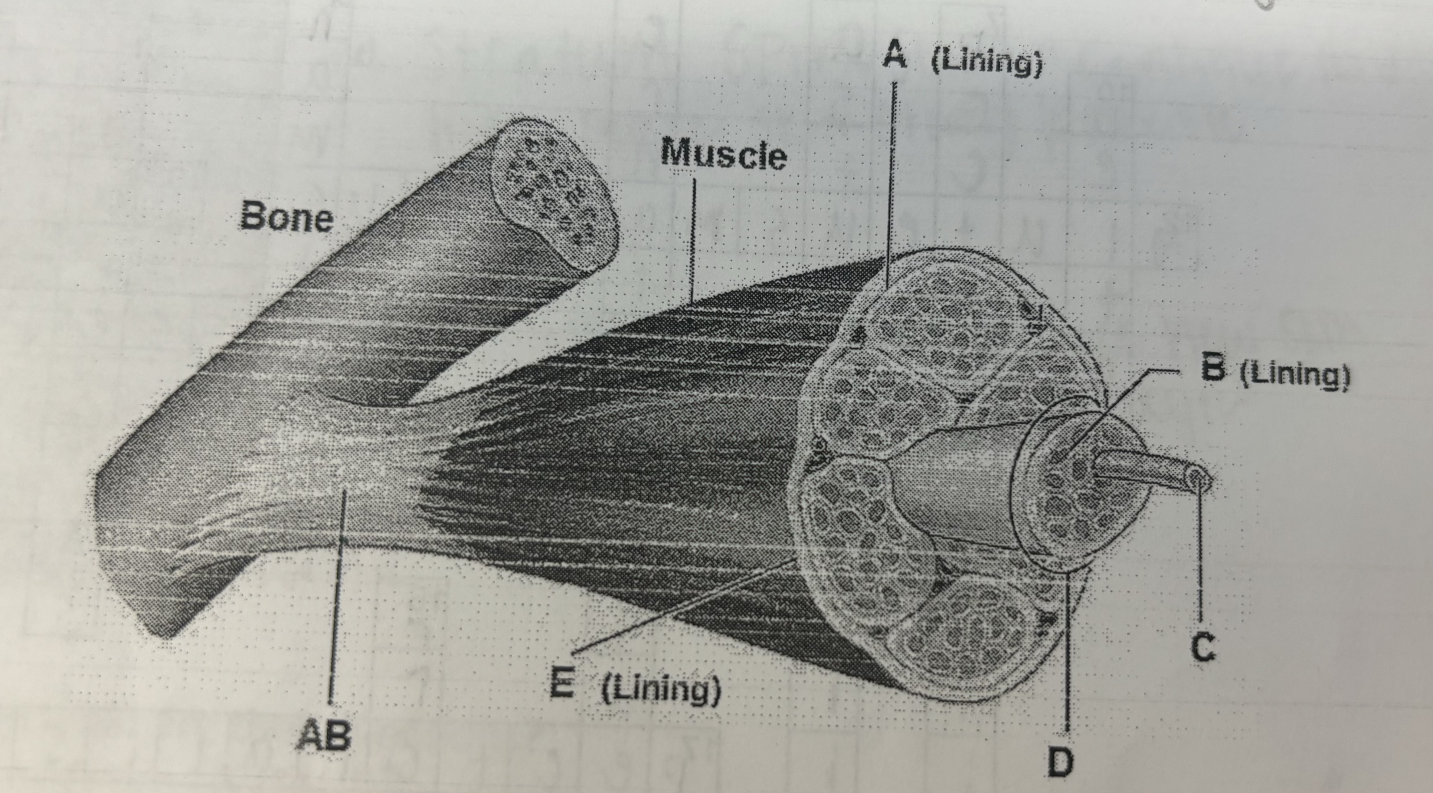 <p>Tendon</p>