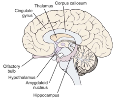 hippocampus, hypothalamus, amygdala, thalamus