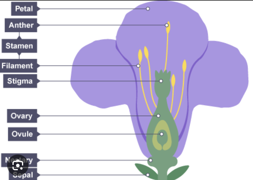 <p>bright petals —> attracts insects </p><p>produce nectar—> attracts insects </p><p>sticky pollen —> stick to insects </p><p>sticky stigma —> catches pollen </p><p>anther and stigma inside the petals</p>