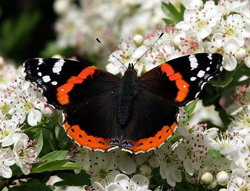 <p>babočka admirál </p>