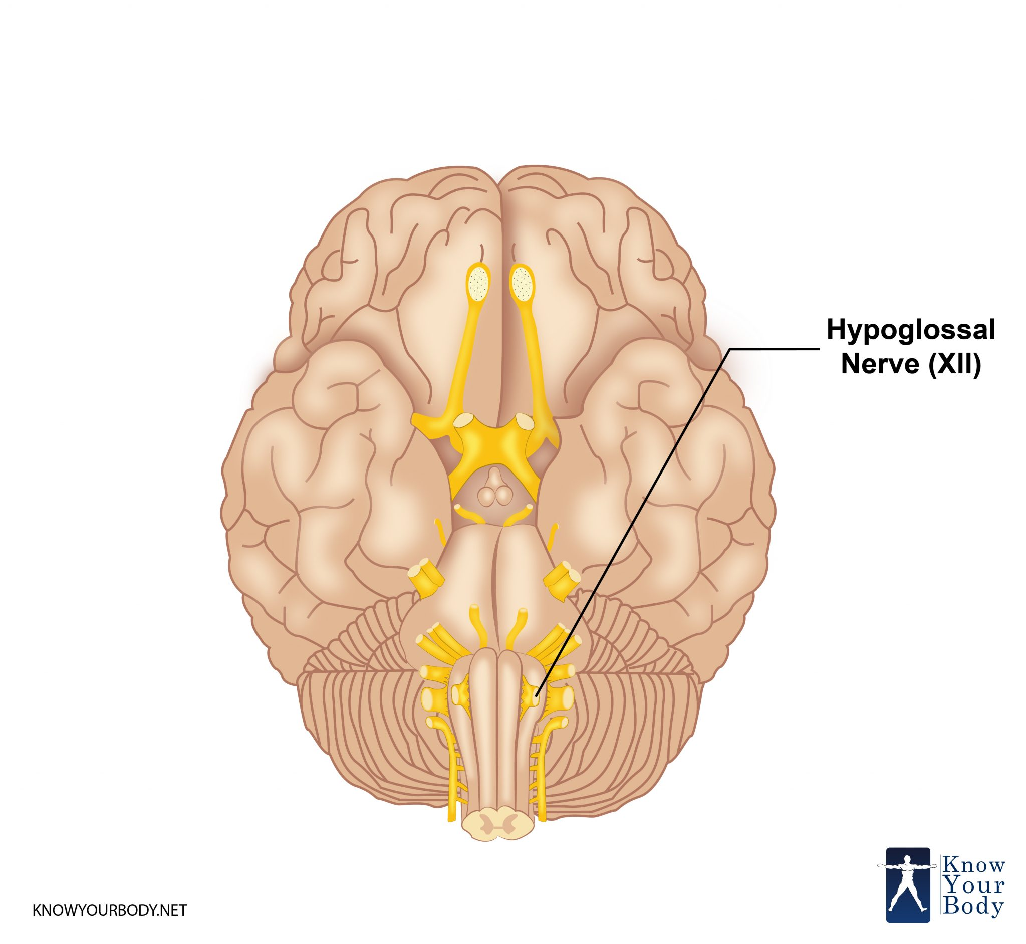 <p>tongue muscles</p>