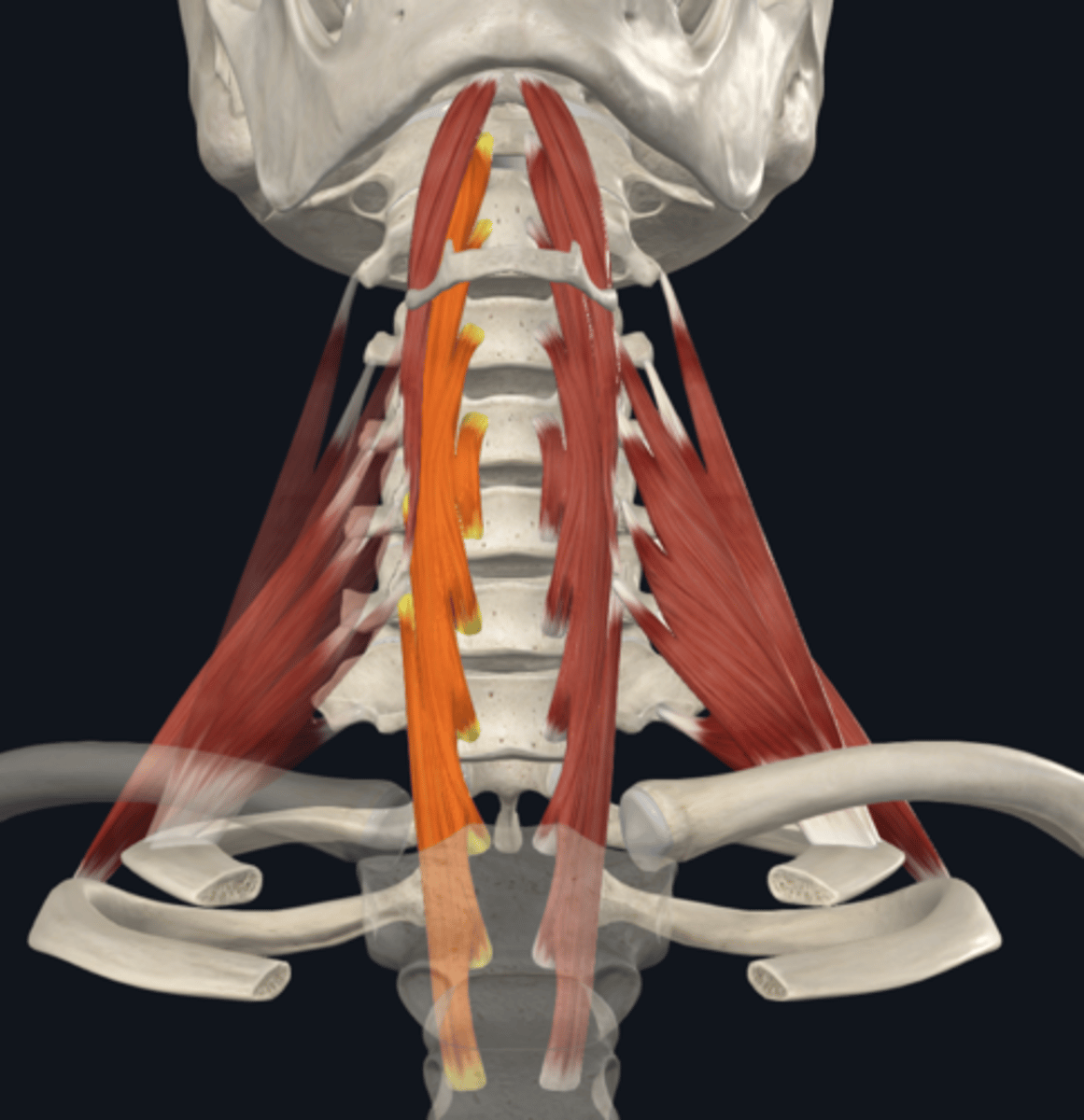 <p>What is the attachment and function of the Longus colli muscle of the prevertebral muscles?</p>