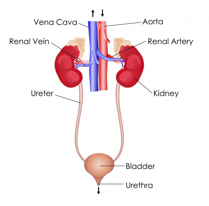 <p>urethra</p>