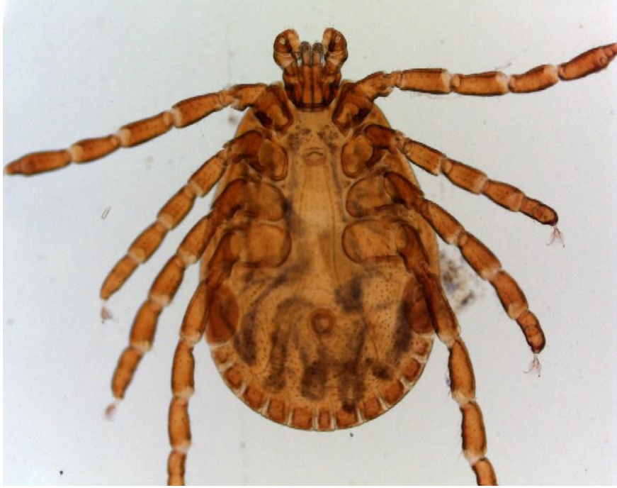 Identify the sp