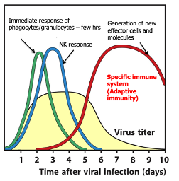 <ul><li><p><span>Immediate response of phagocytes/granulocytes – within a few hrs, followed by the NK response</span></p></li><li><p class="MsoNormal"><span>As the innate response beings to peak to control the virus and stop it from getting ‘too high,’ the adaptive response will be activated and will take over</span></p></li><li><p class="MsoNormal"><span>Generation of new effector cells and molecules</span></p></li><li><p class="MsoNormal"><span><strong>Specific immune system (Adaptive immunity)</strong></span></p></li></ul><p></p>
