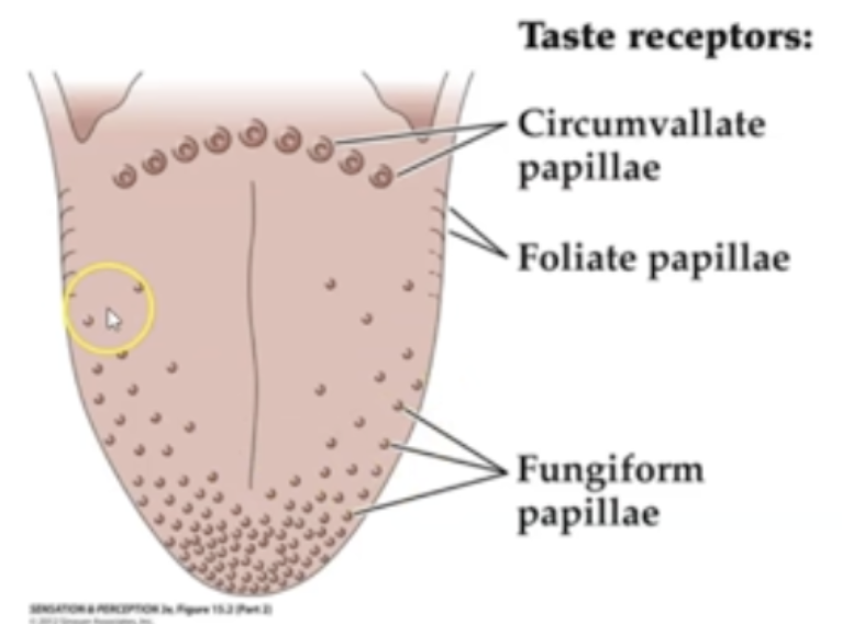<p>small, on entire surface of tongue (remember using: fugi = mushroom and they are small and everywhere)</p>