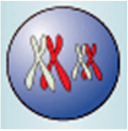 <p>Identify the type of Cell Division &amp; Phase</p>