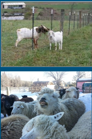 <ul><li><p>Bucks in rut have a strong odor </p><ul><li><p>pheromones (sebasceous scent gland at base of horn) </p></li><li><p>urinate on front limbs and face </p></li><li><p>may be more aggressive / difficult to handle when in rut </p></li></ul></li><li><p>Rams have breeding flush </p><ul><li><p>preorbital scent gland and inguinal glands </p></li></ul></li><li><p>rule of thumb: 3 males / 100 females </p></li><li><p>leave male in with females for 1-1.5 oestrus cycles </p></li><li><p>flehmen response </p></li><li><p>greatest libido and fertility observed in the fall and spring </p></li><li><p>seasonal breeders: </p><ul><li><p>rams &gt; bucks </p></li></ul></li></ul>