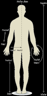 <p>closer to the body's midline</p>