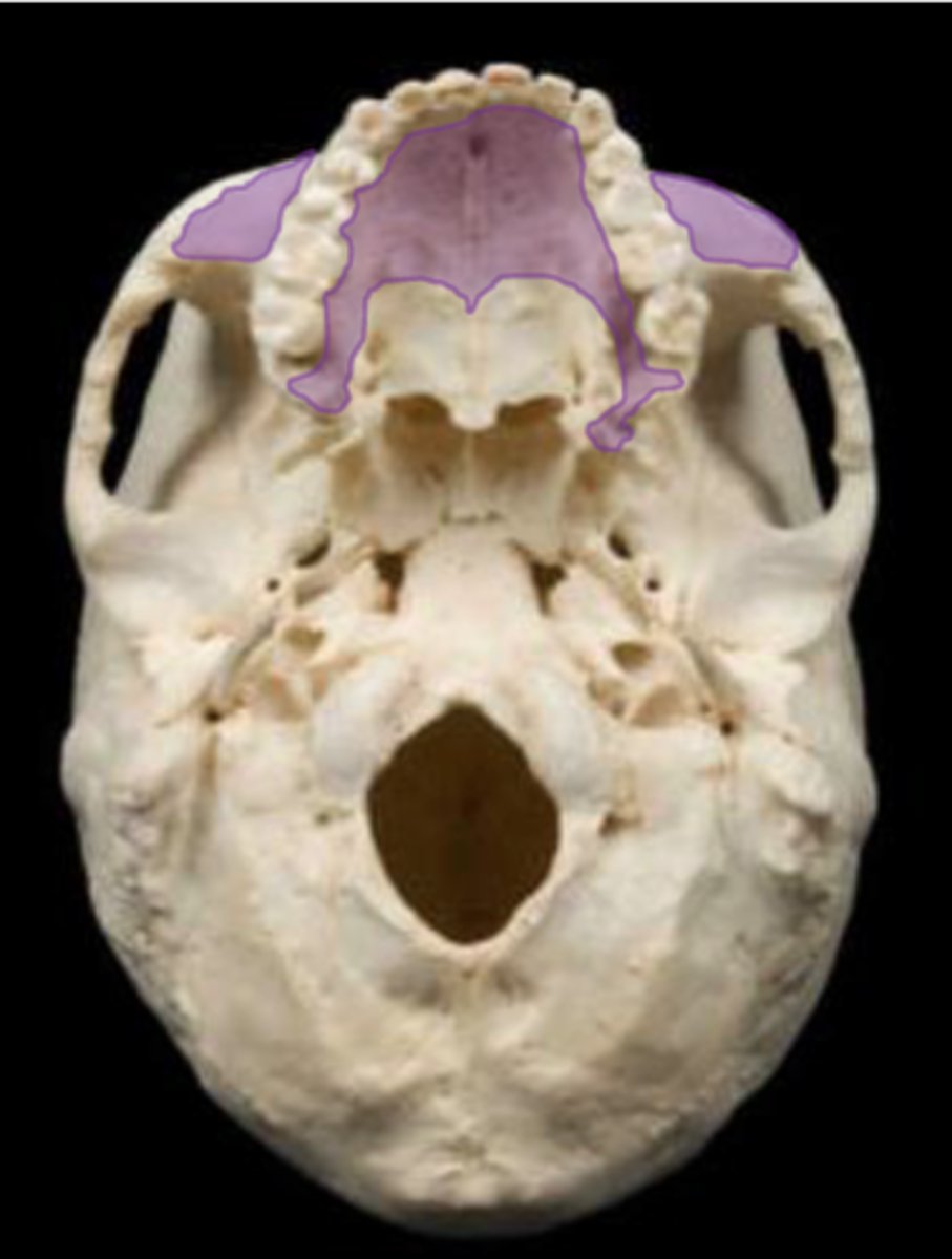 knowt flashcard image