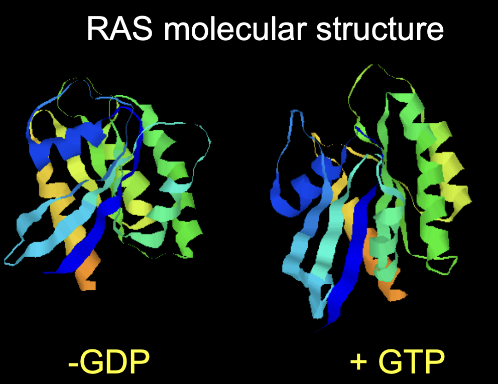 <ul><li><p>has point mutation</p></li><li><p>causes loss of GTPase activity</p><p>→ <strong>permanently activated</strong></p></li></ul><p>(conformation change)→ if not happened→ massive downstream effects</p><p>30% of cancer due to ras mutation</p>