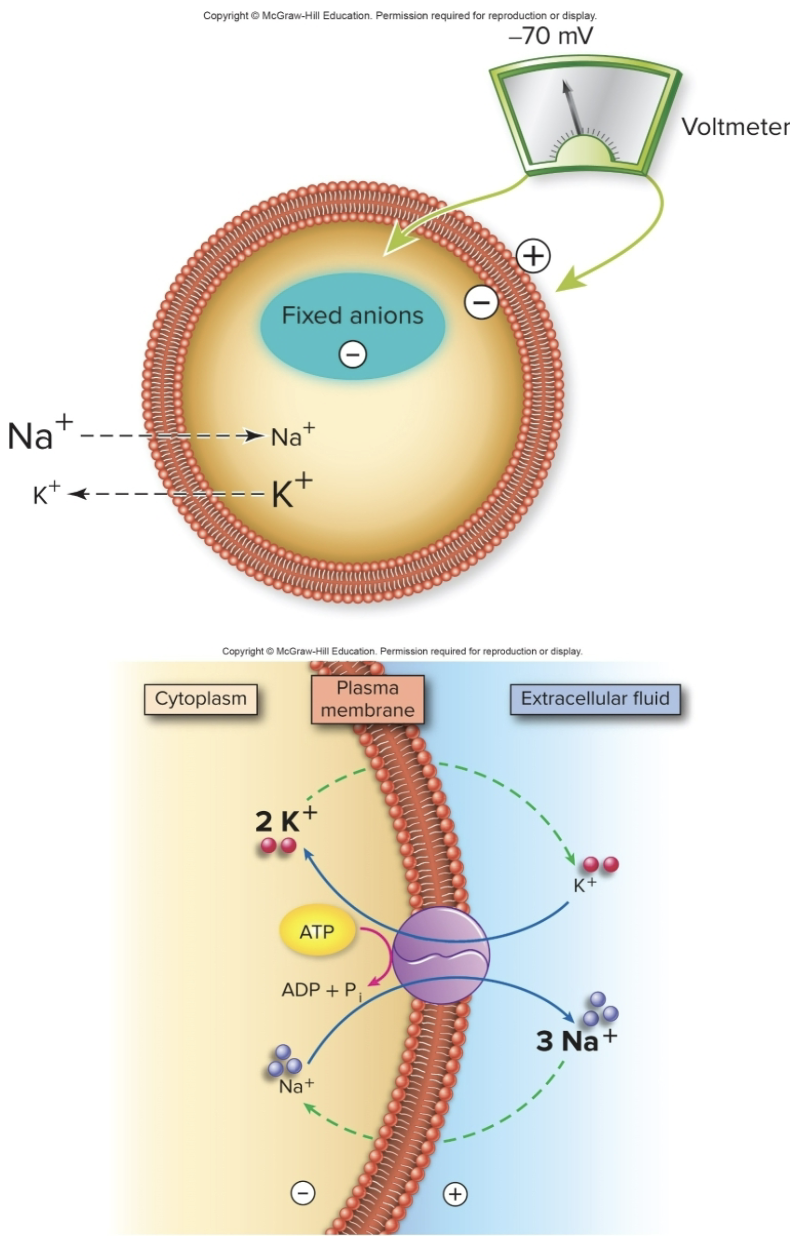 <ul><li><p>Neurons have a <strong>resting potential of -70mV</strong></p></li><li><p>why? bc of the imbalance of charged ions across the membrane, the inside of the resting neuron is <u>negative </u>relative to the outside</p><p>Mechanism responsible?</p></li><li><p>established by <strong>large negative molecules inside the cell</strong></p></li><li><p>Na+/K+ pumps (moves <strong>3 Na+</strong> positive charges<strong> OUT</strong> and <strong>2K+ in</strong>)</p><p>At Rest, we do have:</p></li><li><p><strong>electrical gradient:</strong> more negative inside</p></li><li><p><strong>concentration gradient:</strong> K+ inside the cell, Na+ outside the cell</p></li></ul><p></p>